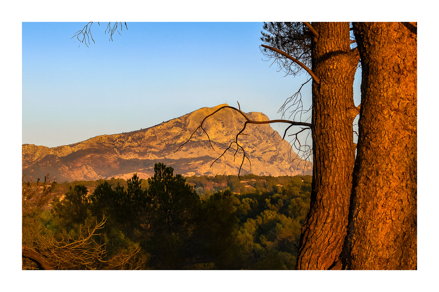 Troncs de pins orangés par le soleil couchant avec la montagne Sainte-Victoire en arrière-plan avec bordure