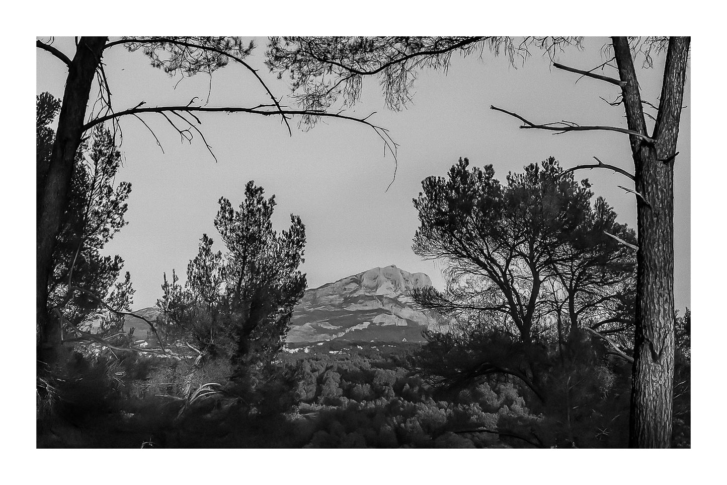 Montagne Sainte-Victoire visible entre les troncs et les branches de pins au soleil déclinant, noir et blanc avec bordure