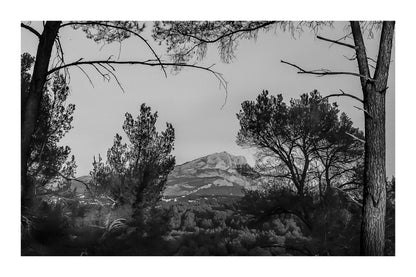 Montagne Sainte-Victoire visible entre les troncs et les branches de pins au soleil déclinant, noir et blanc avec bordure