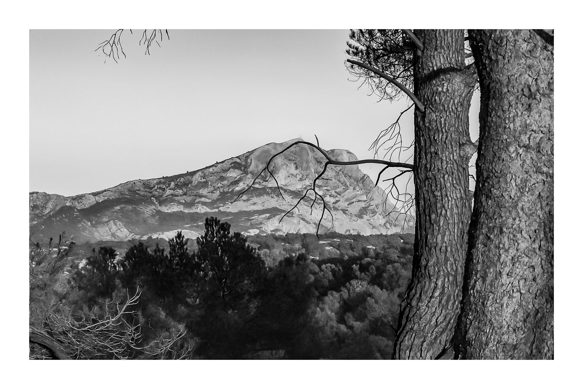 Troncs de pins orangés par le soleil couchant avec la montagne Sainte-Victoire en arrière-plan, noir et blanc avec bordure