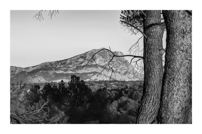 Troncs de pins orangés par le soleil couchant avec la montagne Sainte-Victoire en arrière-plan, noir et blanc avec bordure