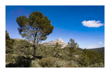 Grand pin isolé dans le paysage avec la Sainte-Victoire en arrière-plan sous un ciel bleu profond avec bordure