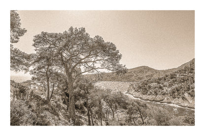 Chemin de randonnée ombragé par des pins avec vue sur une anse bleue des calanques, vintage avec bordure
