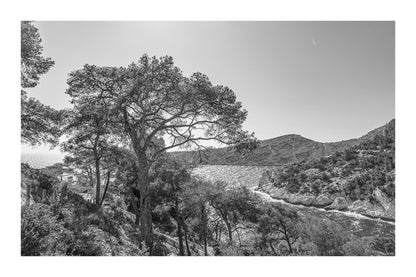 Chemin de randonnée ombragé par des pins avec vue sur une anse bleue des calanques, noir et blanc avec bordure