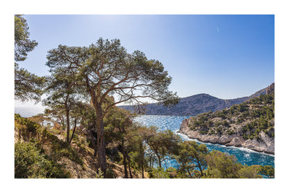 Chemin de randonnée ombragé par des pins avec vue sur une anse bleue des calanques avec bordure